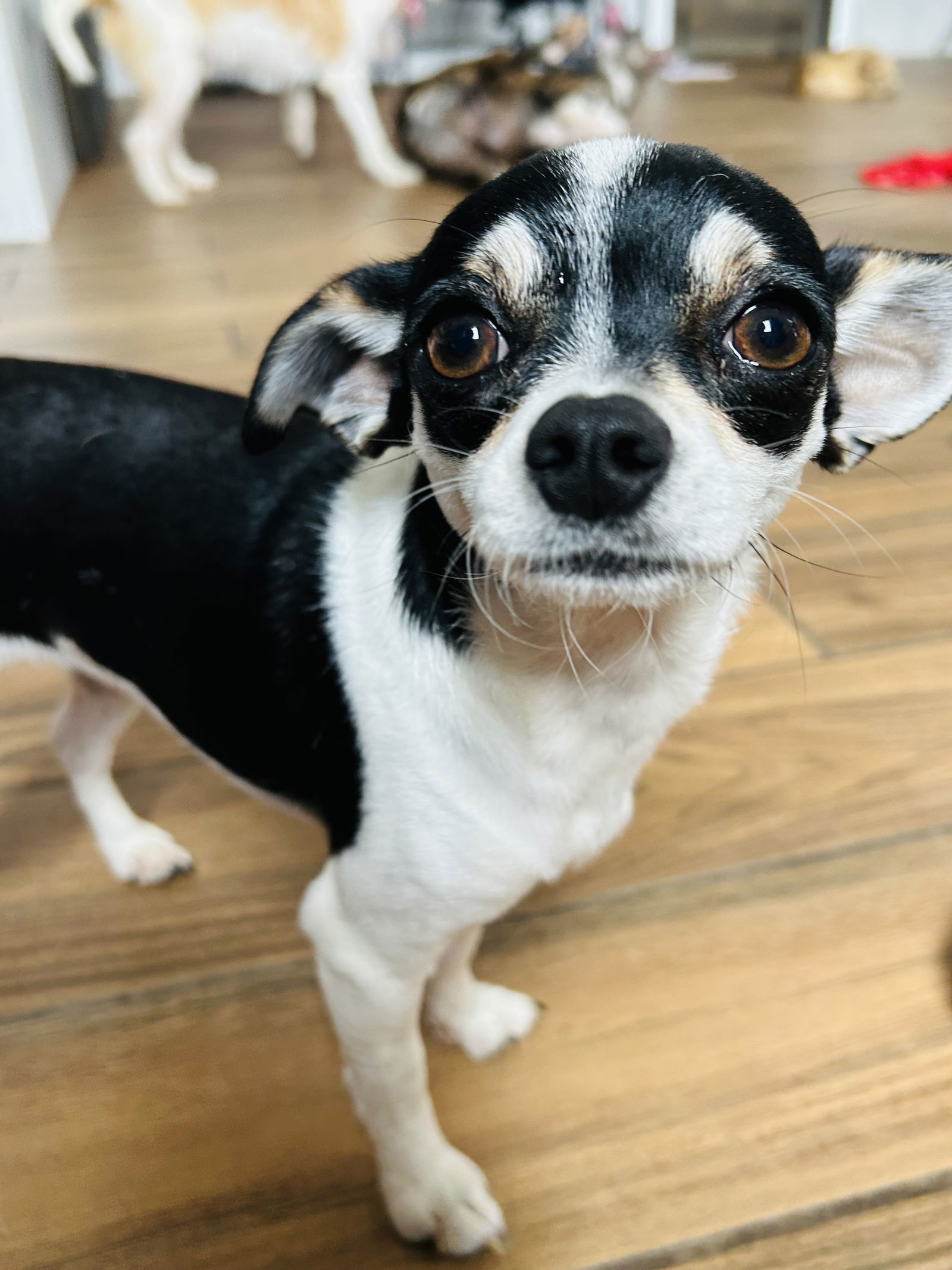 Biscuit