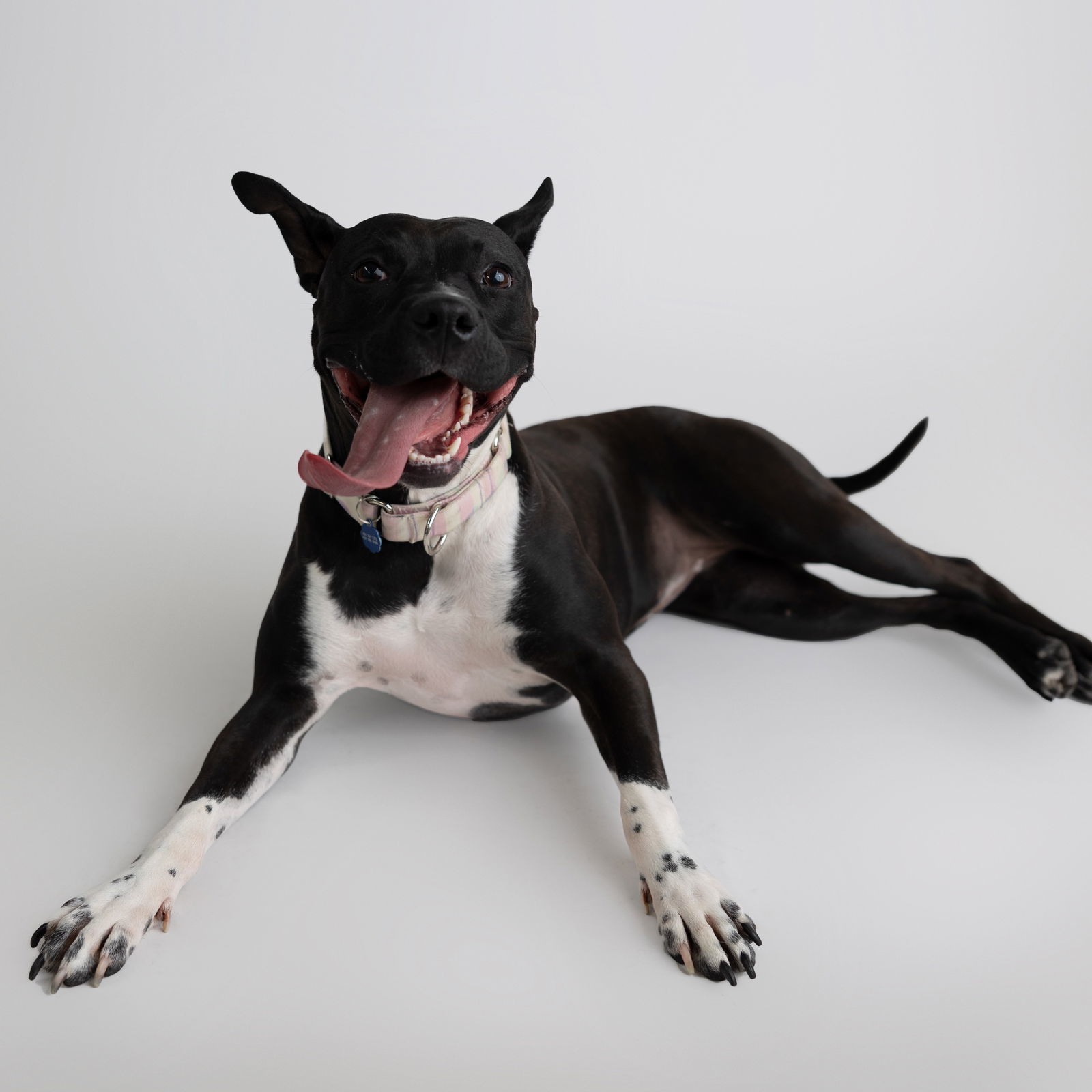 Persephone, an adoptable Pit Bull Terrier in Fargo, ND, 58103 | Photo Image 1