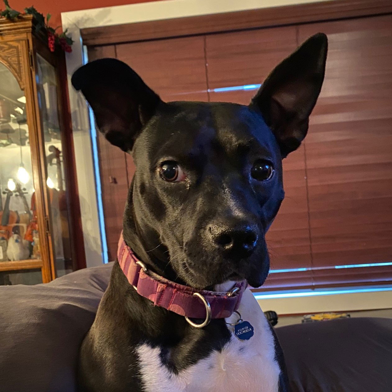 Persephone, an adoptable Pit Bull Terrier in Fargo, ND, 58103 | Photo Image 1