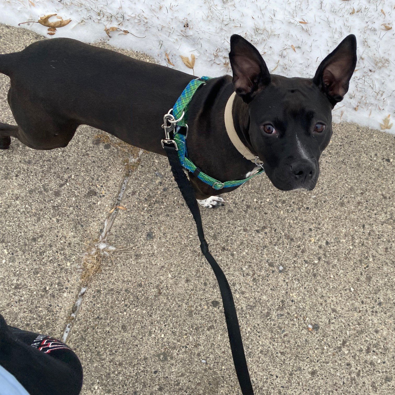 Persephone, an adoptable Pit Bull Terrier in Fargo, ND, 58103 | Photo Image 2