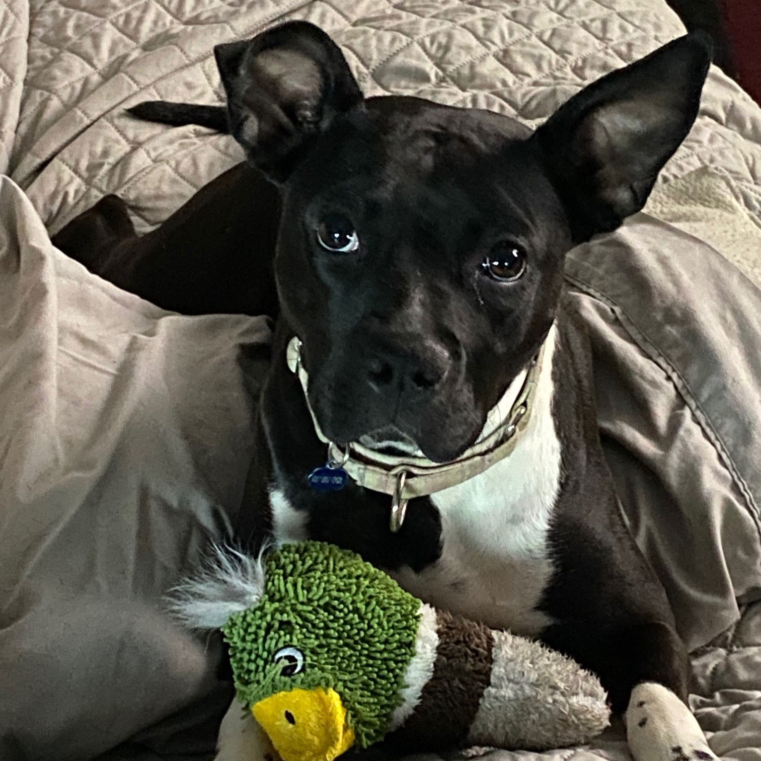 Persephone, an adoptable Pit Bull Terrier in Fargo, ND, 58103 | Photo Image 2