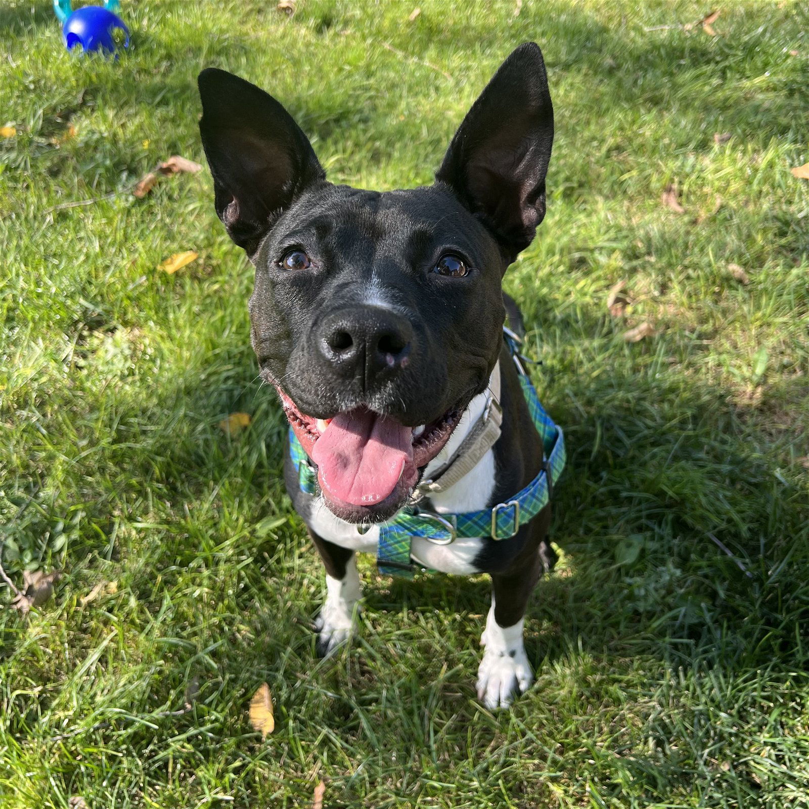 Persephone, an adoptable Pit Bull Terrier in Fargo, ND, 58103 | Photo Image 3