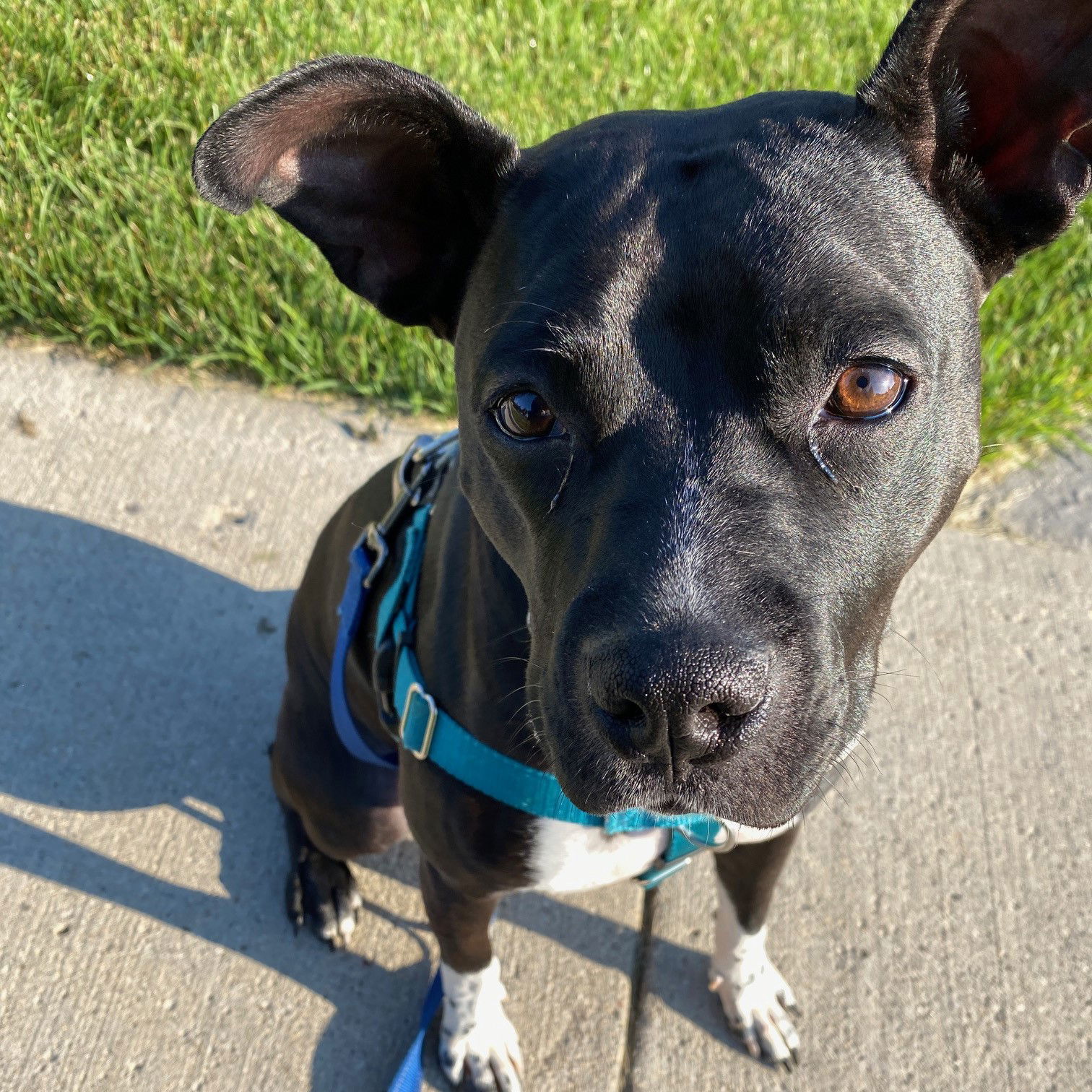 Persephone, an adoptable Pit Bull Terrier in Fargo, ND, 58103 | Photo Image 3