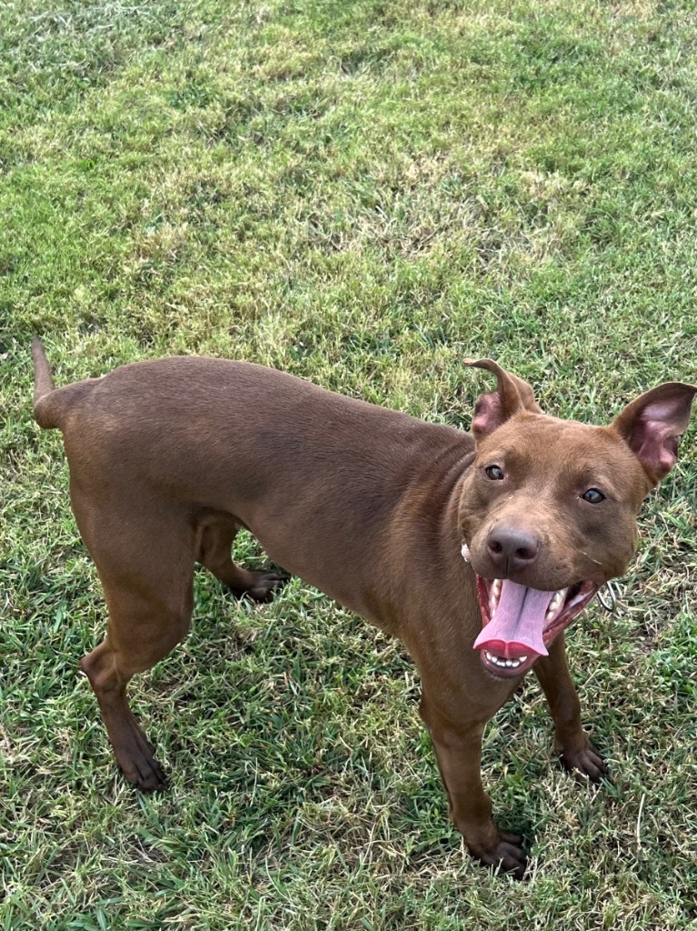 Gillian, an adoptable Vizsla, Terrier in Bossier City, LA, 71111 | Photo Image 1