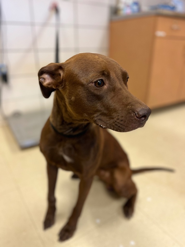 Gillian, an adoptable Vizsla, Terrier in Bossier City, LA, 71111 | Photo Image 2