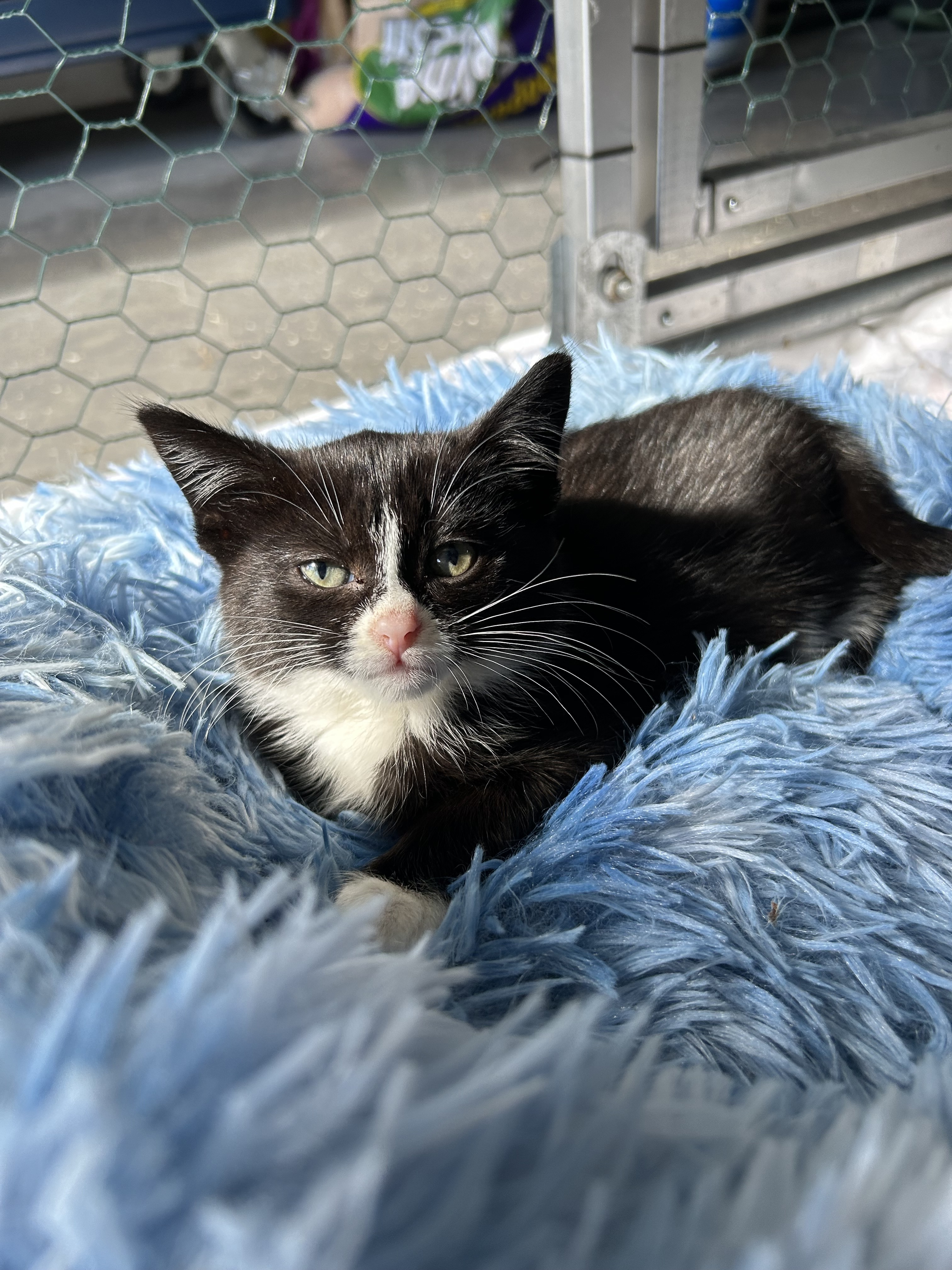 Marianas Trench, an adoptable Domestic Short Hair in Steinbach, MB, R5G 2B2 | Photo Image 1