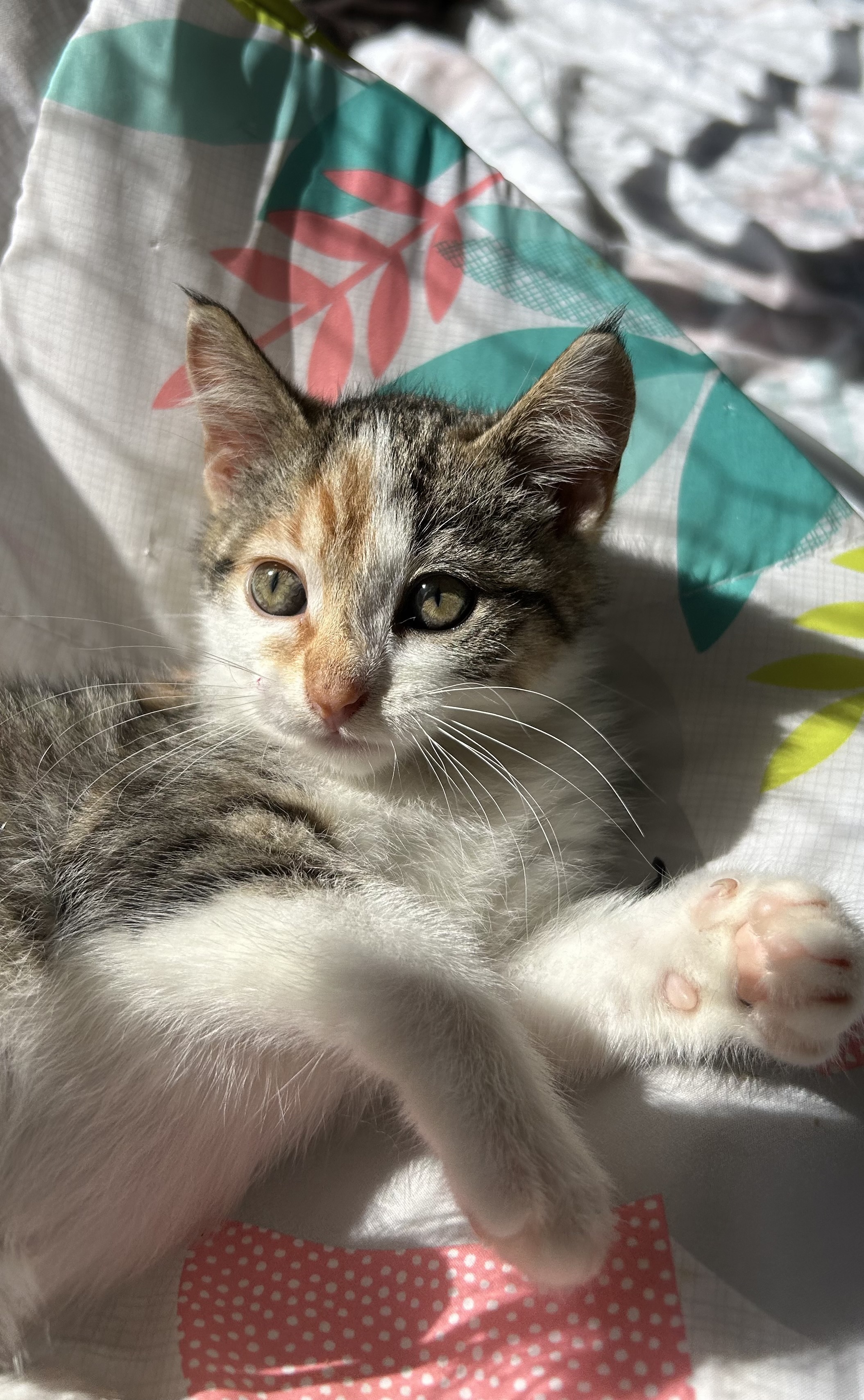 Coral Sea, an adoptable Domestic Short Hair in Steinbach, MB, R5G 2B2 | Photo Image 1