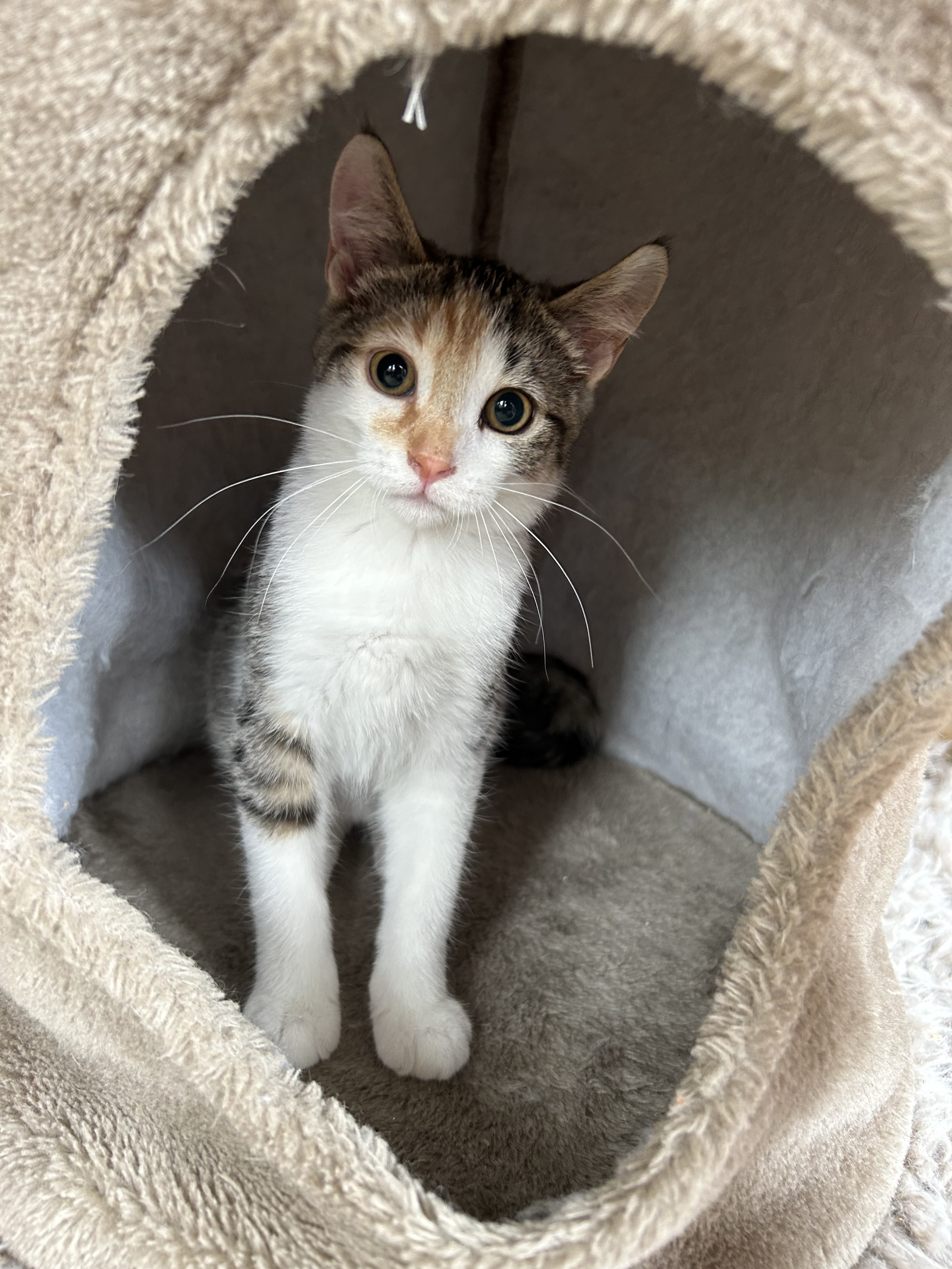 Coral Sea, an adoptable Domestic Short Hair in Steinbach, MB, R5G 2B2 | Photo Image 6