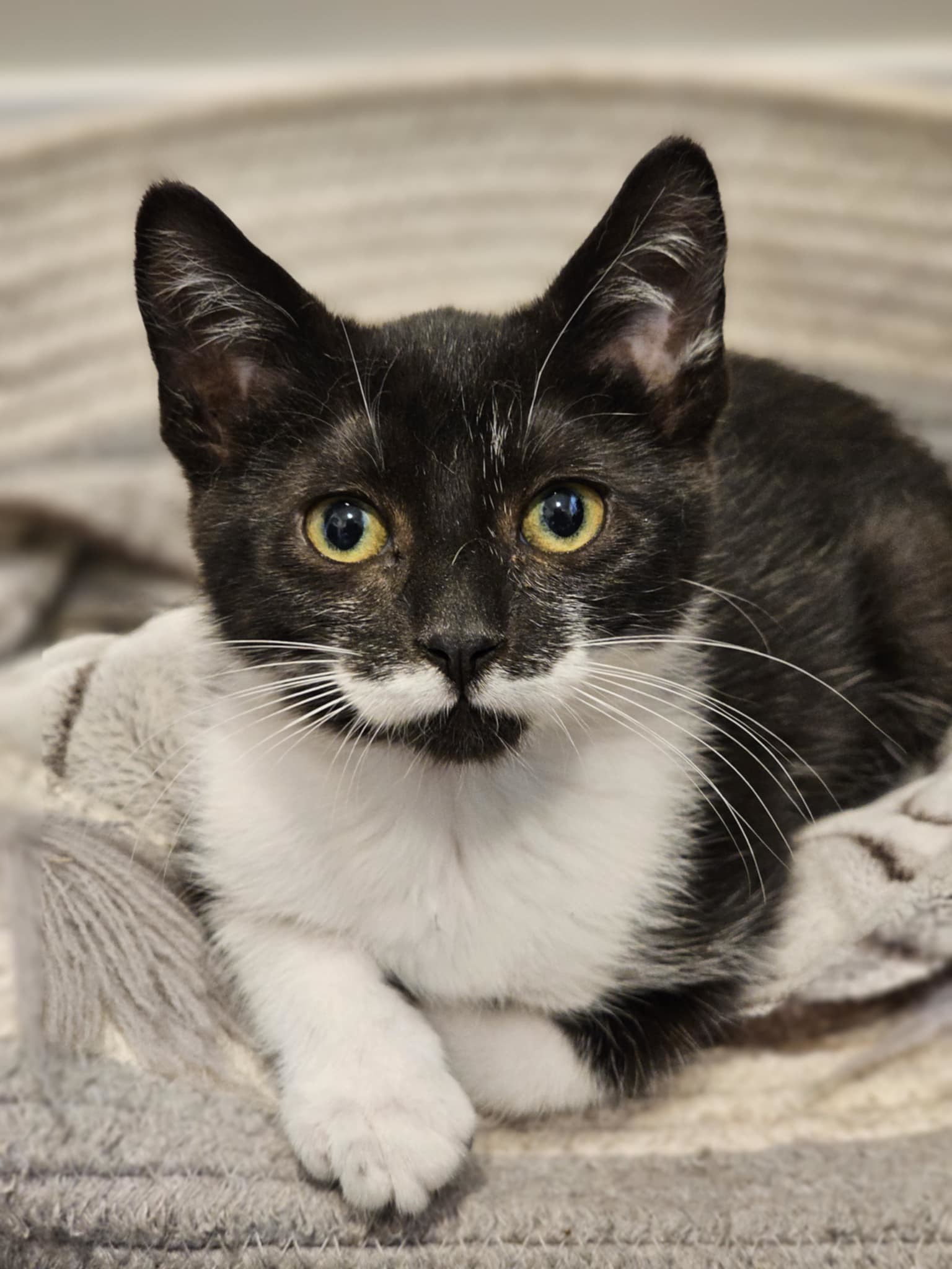 Harrington Sound, an adoptable Domestic Short Hair in Steinbach, MB, R5G 2B2 | Photo Image 1