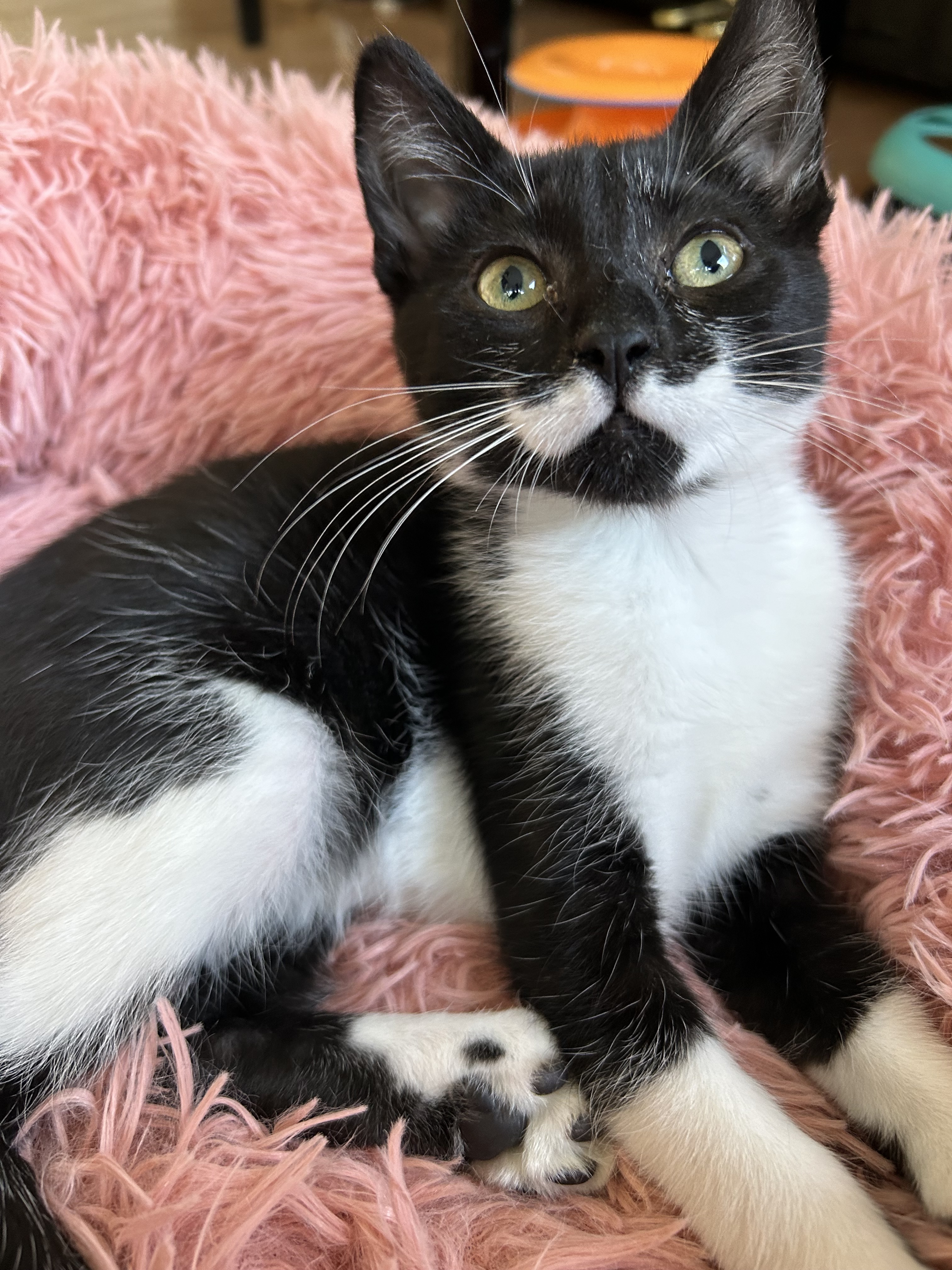 Harrington Sound, an adoptable Domestic Short Hair in Steinbach, MB, R5G 2B2 | Photo Image 4