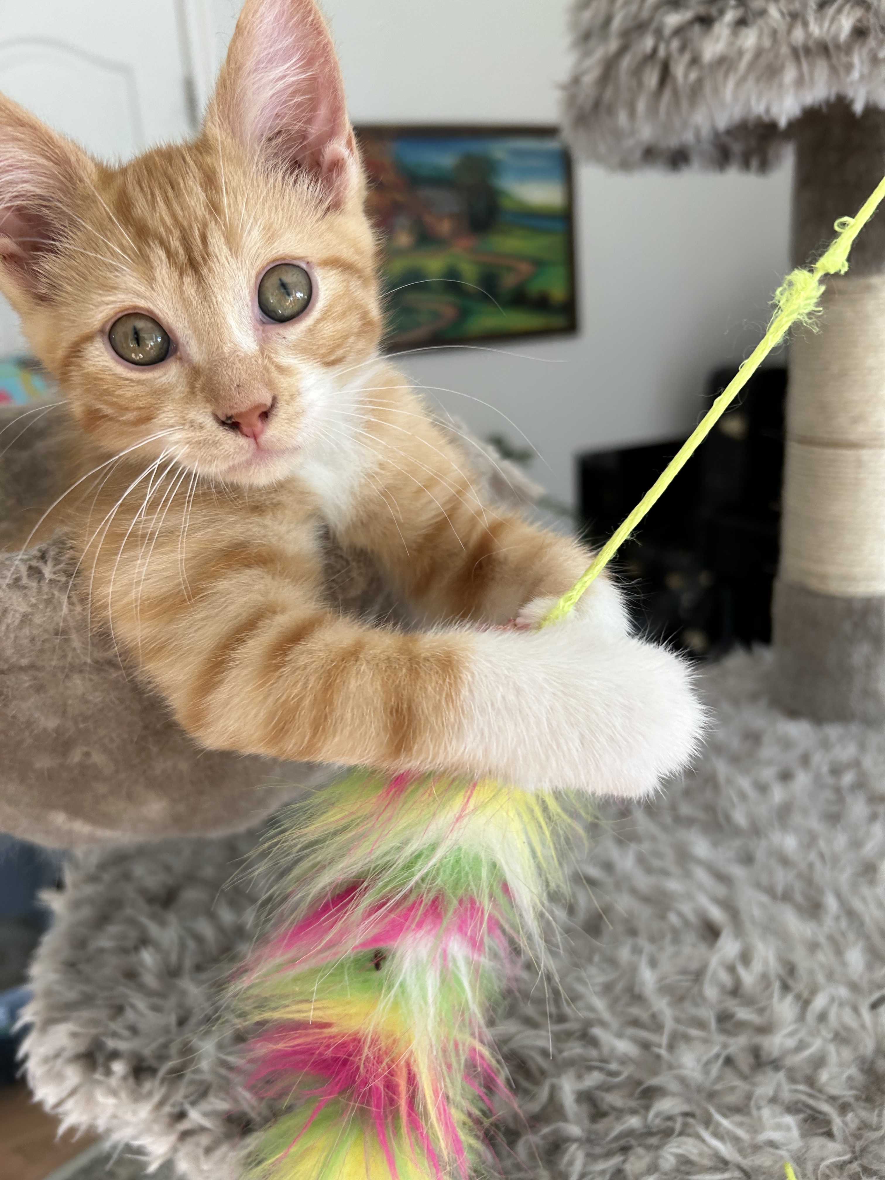 Major Melon, an adoptable Domestic Short Hair in Steinbach, MB, R5G 2B2 | Photo Image 1