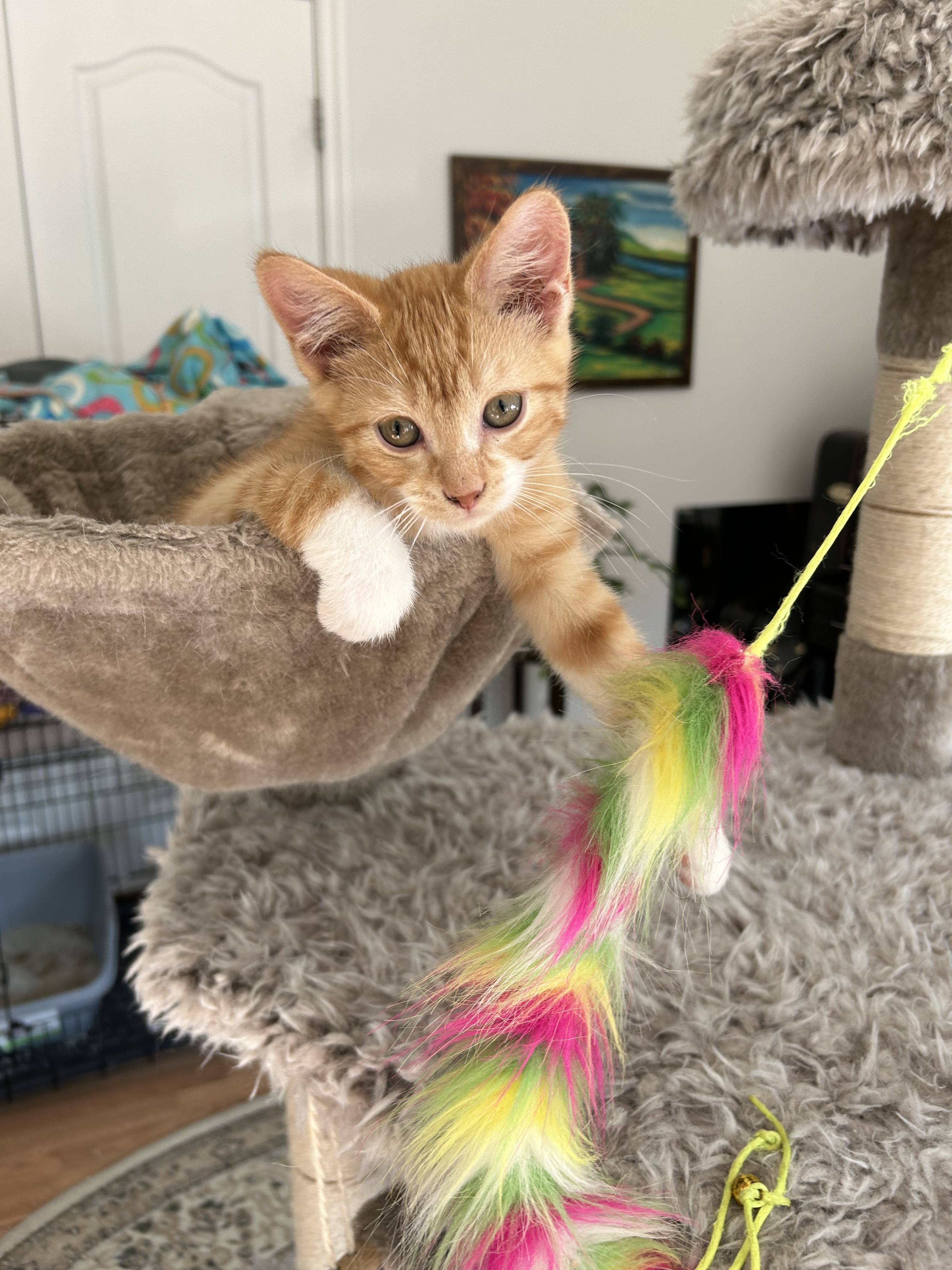 Major Melon, an adoptable Domestic Short Hair in Steinbach, MB, R5G 2B2 | Photo Image 4