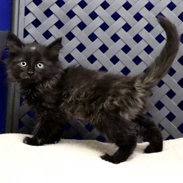 Winona, an adoptable Domestic Medium Hair in Fort Davis, TX, 79734 | Photo Image 2