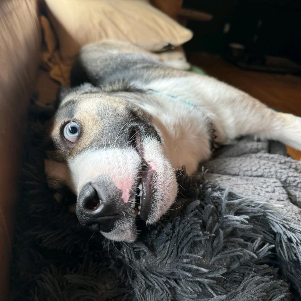 Bruno