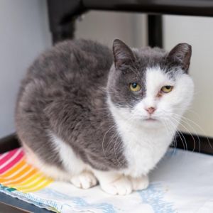 Orbitz was rescued from a hoarding situation in Long Island living with over 20 other cats in terri