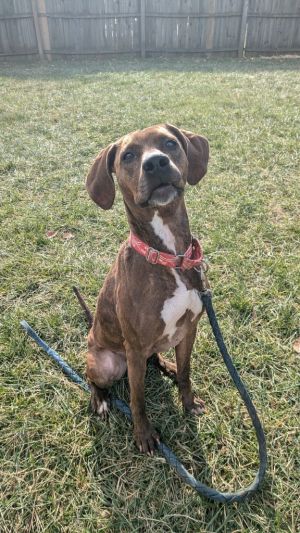 Maggie, Adult Female Hound