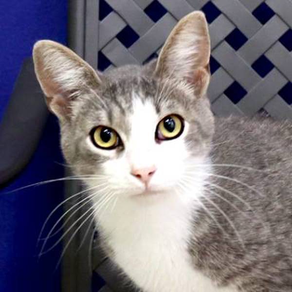 Cyprus, an adoptable Domestic Short Hair in Midland, TX, 79706 | Photo Image 1