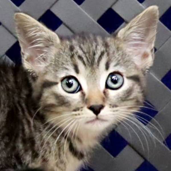 Miss Bacon, an adoptable Domestic Short Hair in Midland, TX, 79706 | Photo Image 1