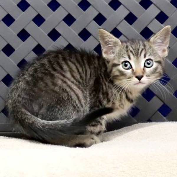 Miss Bacon, an adoptable Domestic Short Hair in Midland, TX, 79706 | Photo Image 2