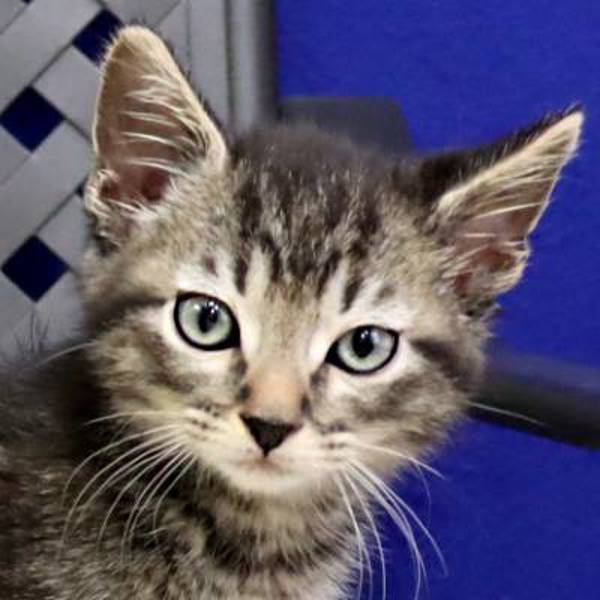 Meatball, an adoptable Domestic Short Hair in Midland, TX, 79706 | Photo Image 1