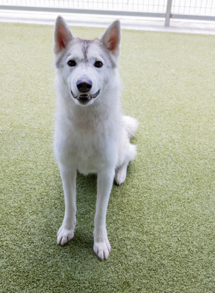 Snow, an adoptable Samoyed, Mixed Breed in Fort Worth, TX, 76119 | Photo Image 1