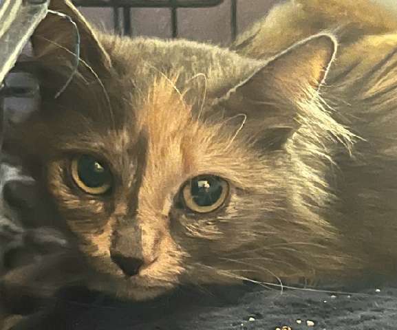 Rowena, an adoptable Domestic Long Hair in Twin Falls, ID, 83301 | Photo Image 1