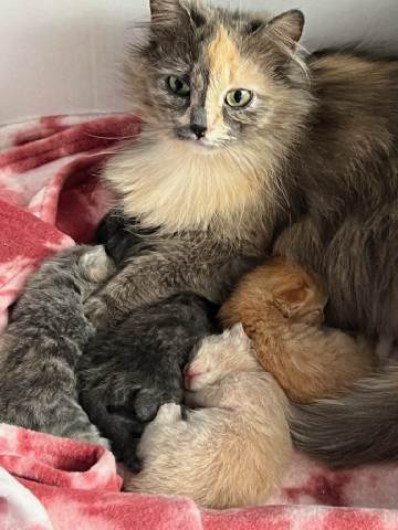 Rowena, an adoptable Domestic Long Hair in Twin Falls, ID, 83301 | Photo Image 2