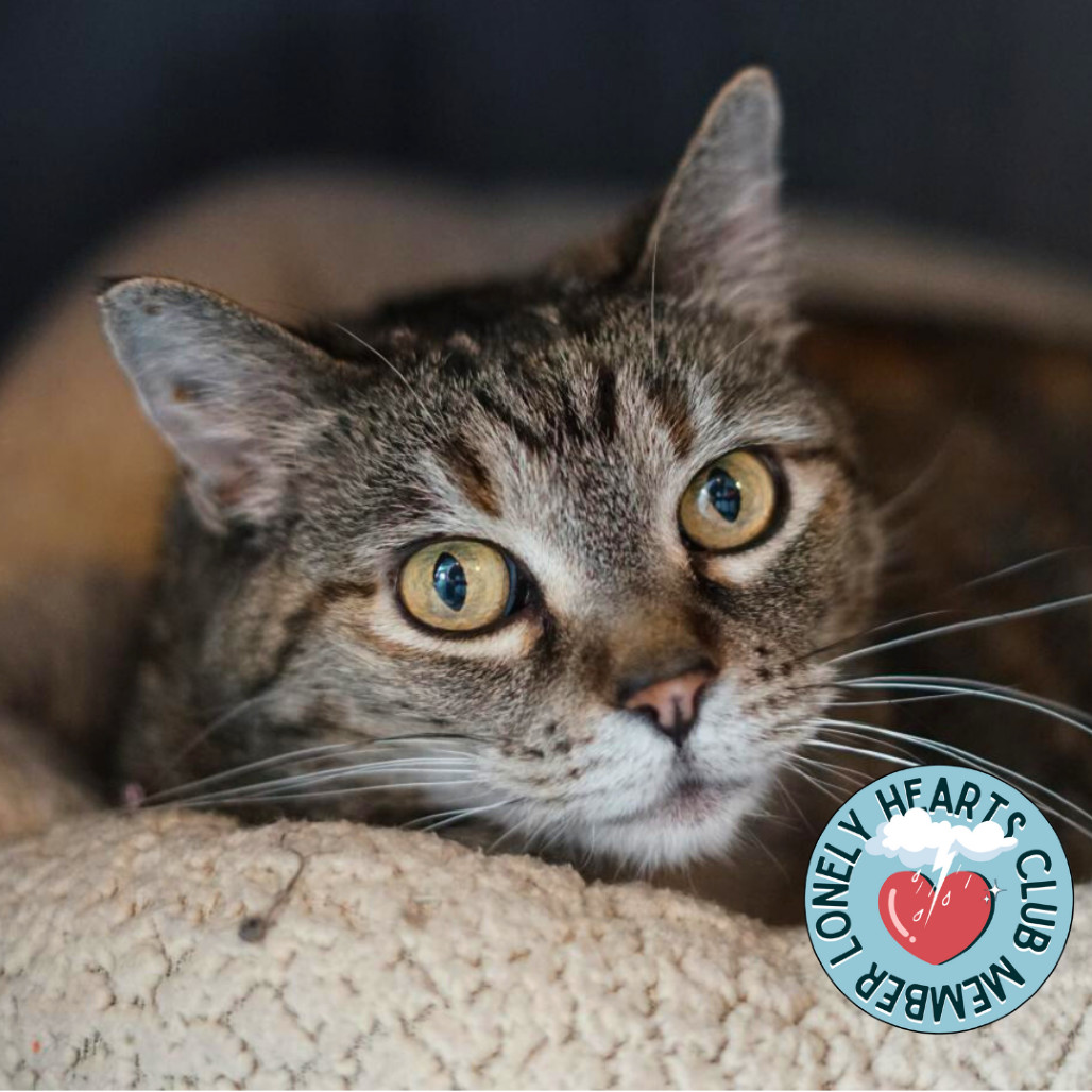 Roxy, an adoptable Domestic Short Hair in Lakewood, CO, 80214 | Photo Image 1