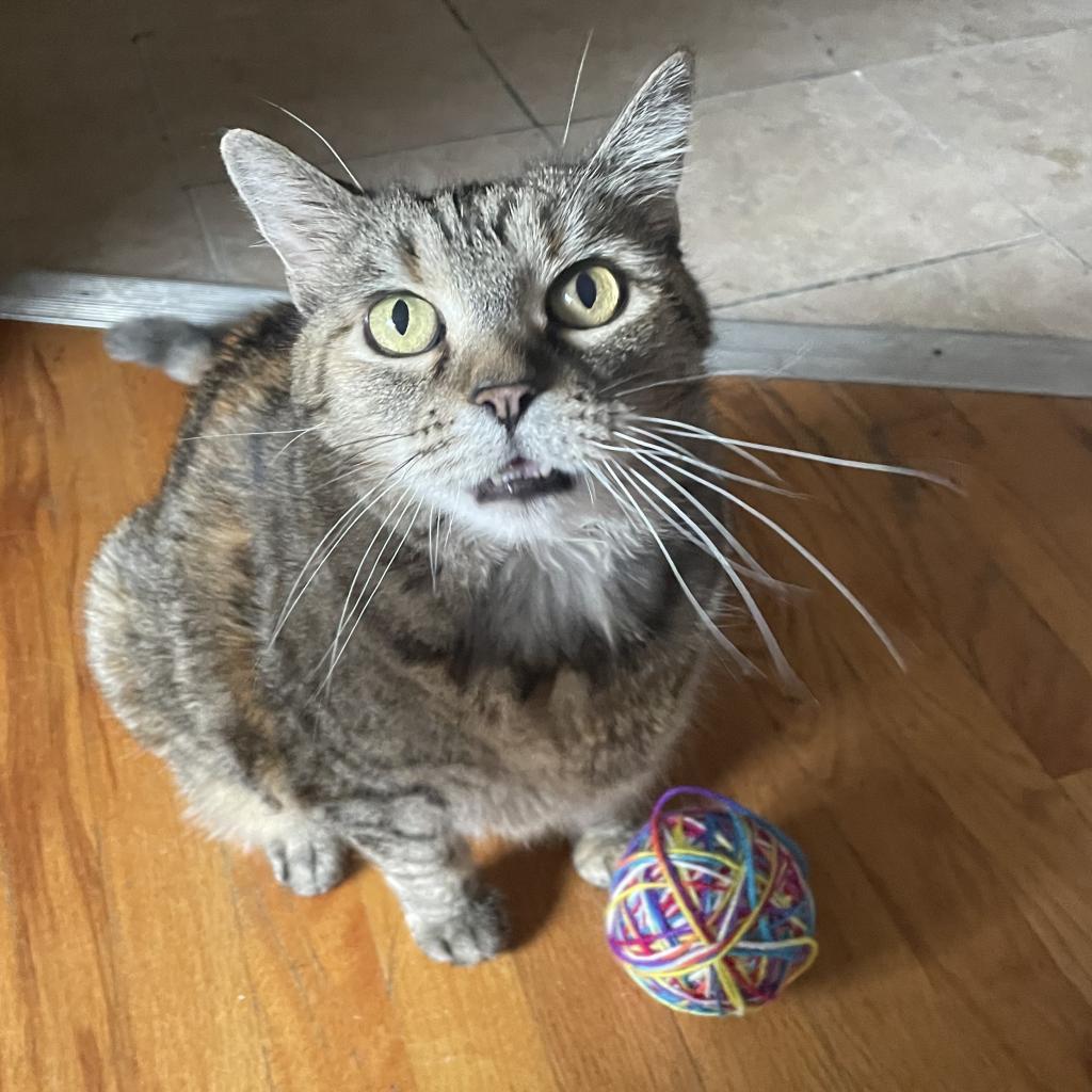 Roxy, an adoptable Domestic Short Hair in Lakewood, CO, 80214 | Photo Image 5