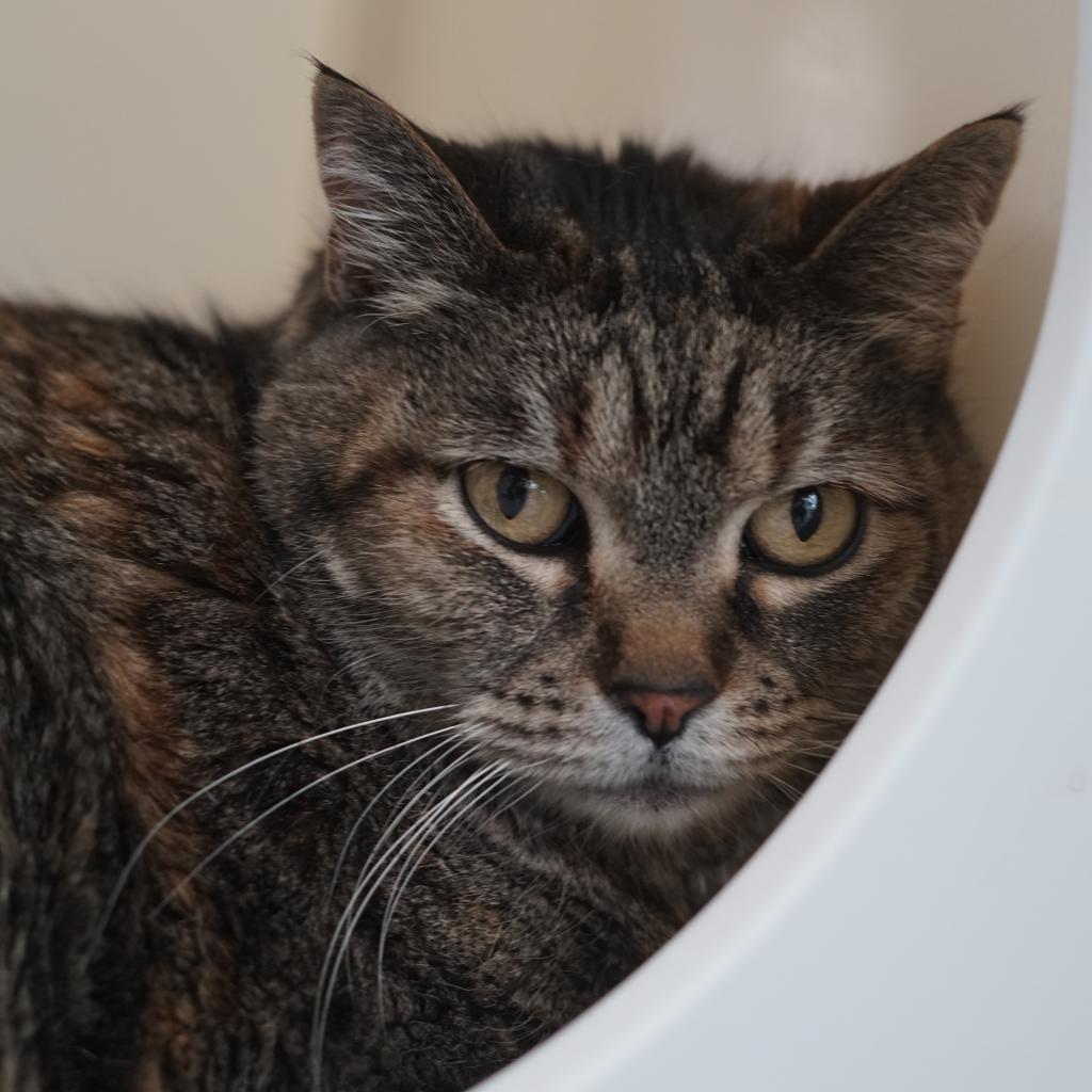 Roxy, an adoptable Domestic Short Hair in Lakewood, CO, 80214 | Photo Image 6