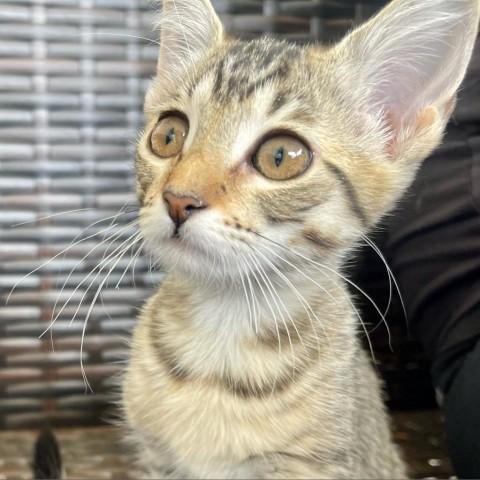 Aspen - Gorgeous kitten, Sweet and Playful, Loves other cats. Adopt $50!, an adoptable Domestic Short Hair in Flagstaff, AZ, 86004 | Photo Image 1