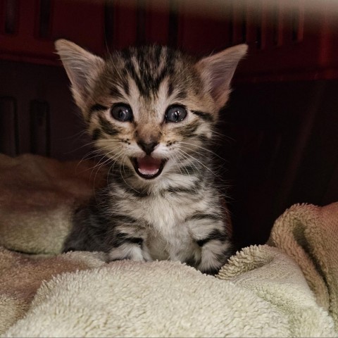 Aspen - Gorgeous kitten, Sweet and Playful, Loves other cats. Adopt $50!, an adoptable Domestic Short Hair in Flagstaff, AZ, 86004 | Photo Image 2