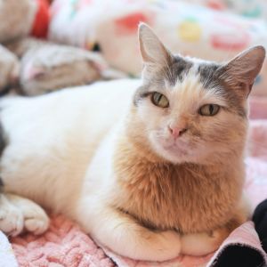 Meet Bubbles a member of The Puffs and a truly unique and wonderful cat Born i