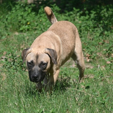 Thor (Little), an adoptable Mastiff, Black Mouth Cur in Wadena, MN, 56482 | Photo Image 2