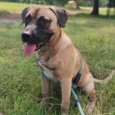 Thor (Little), an adoptable Mastiff, Black Mouth Cur in Wadena, MN, 56482 | Photo Image 4