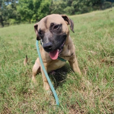 Thor (Little), an adoptable Mastiff, Black Mouth Cur in Wadena, MN, 56482 | Photo Image 4