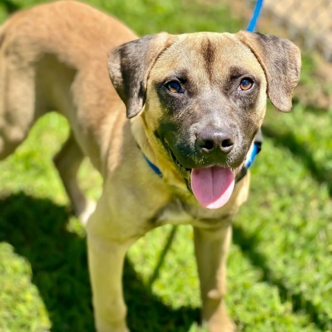 Thor (Little), an adoptable Mastiff, Black Mouth Cur in Wadena, MN, 56482 | Photo Image 6