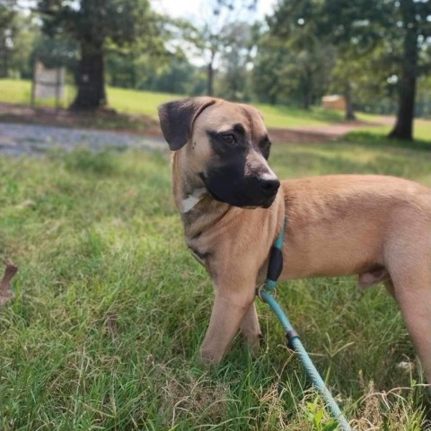 Thor (Little), an adoptable Mastiff, Black Mouth Cur in Wadena, MN, 56482 | Photo Image 7