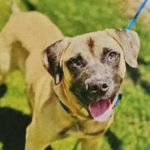 Thor (Little), an adoptable Mastiff, Black Mouth Cur in Wadena, MN, 56482 | Photo Image 7