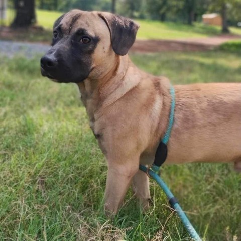 Thor (Little), an adoptable Mastiff, Black Mouth Cur in Wadena, MN, 56482 | Photo Image 7