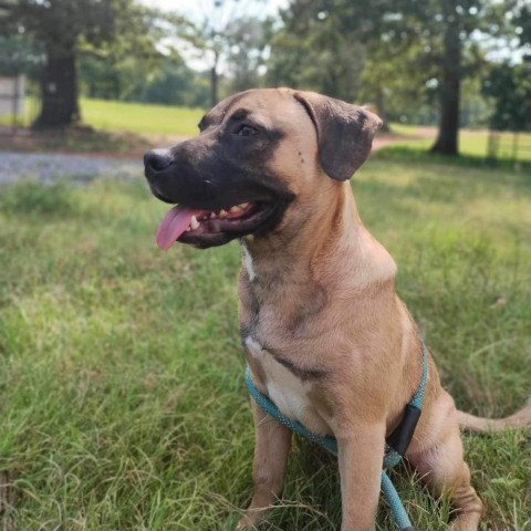 Thor (Little), an adoptable Mastiff, Black Mouth Cur in Wadena, MN, 56482 | Photo Image 8