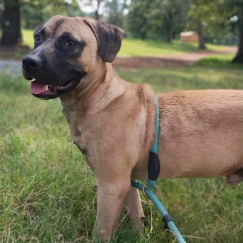 Thor (Little), an adoptable Mastiff, Black Mouth Cur in Wadena, MN, 56482 | Photo Image 9