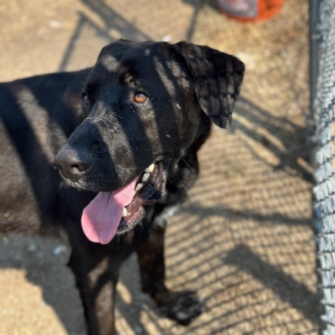 Oakley, an adoptable Black Labrador Retriever, Mixed Breed in Spokane, WA, 99217 | Photo Image 2