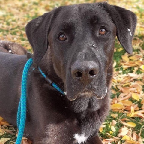 Oakley, an adoptable Black Labrador Retriever, Mixed Breed in Spokane, WA, 99217 | Photo Image 2