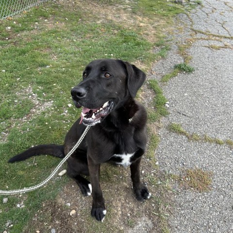 Oakley, an adoptable Black Labrador Retriever, Mixed Breed in Spokane, WA, 99217 | Photo Image 2