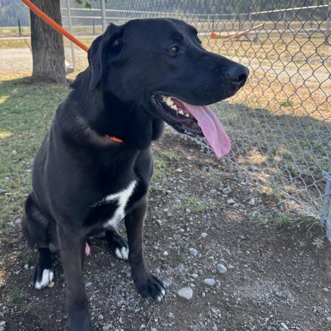 Oakley, an adoptable Black Labrador Retriever, Mixed Breed in Spokane, WA, 99217 | Photo Image 3