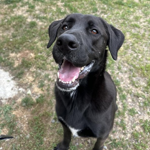 Oakley, an adoptable Black Labrador Retriever, Mixed Breed in Spokane, WA, 99217 | Photo Image 4