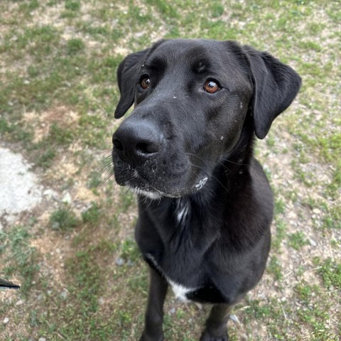 Oakley, an adoptable Black Labrador Retriever, Mixed Breed in Spokane, WA, 99217 | Photo Image 5