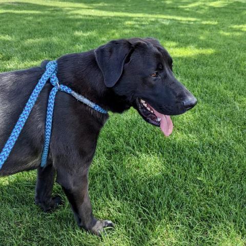 Oakley, an adoptable Black Labrador Retriever, Mixed Breed in Spokane, WA, 99217 | Photo Image 6