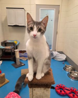 Rocky, Young Male Domestic Short Hair